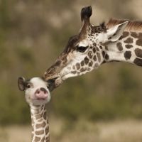 Alexandra Szab&oacute;