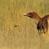 Richard Macinsk&yacute;