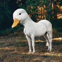 Alica Birku&scaron;ov&aacute;