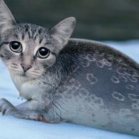 Alica Birku&scaron;ov&aacute;