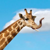 Alica Birku&scaron;ov&aacute;