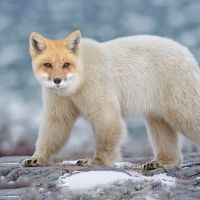 Charlotte Baňasov&aacute;