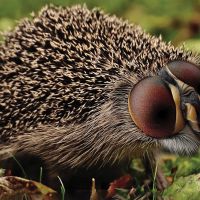 Lea Antal&iacute;kov&aacute;