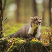 Lea Poszert-Schwarzov&aacute;