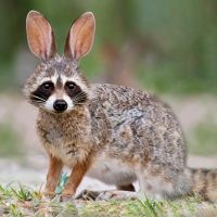 Lea Poszert-Schwarzov&aacute;