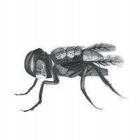 Lea Antal&iacute;kov&aacute;