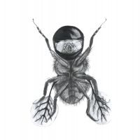 Lea Antal&iacute;kov&aacute;