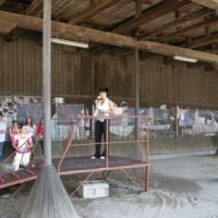 projekt o hipoterapii 2011