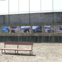 projekt o hipoterapii 2011