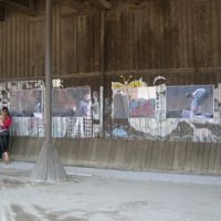  projekt o hipoterapii 2011