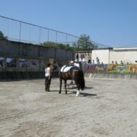  projekt o hipoterapii 2011