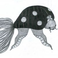 Confo ciris